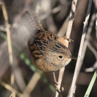 Sedge Wren